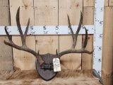 5x5 Mule Deer Antlers On Plaque