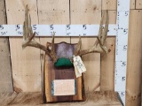 4x5 Whitetail Antlers On Plaque