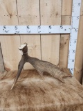 6 Lbs Moose Shed Antler