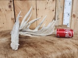 Gnarly Nontypical Whitetail Shed Antler