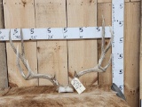 Big 5x5 Mule Deer Antlers On Skull Plate