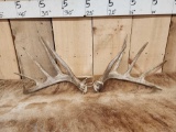 Wild 5x5 Whitetail Shed Antlers