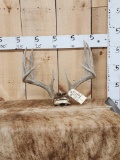 5x5 Whitetail Antlers On Skull Plate