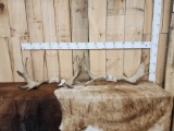 2 Sets Of Moose Antlers On Skull Plate