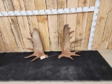 25.2 Lbs Alaskan Moose Antlers