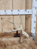 5 Point Whitetail Shed Antler