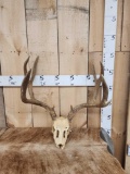 Heavy Mass 5x5 Mule Deer Antlers On Skull
