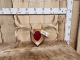 5x5 Wild Illinois Whitetail Antlers On Plaque