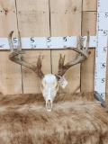 Main Frame 4x5 Whitetail Antlers On Skull