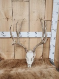 4x4 Mule Deer Antlers On Skull