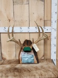 Big 5x5 Wild Illinois Whitetail Antlers On Plaque