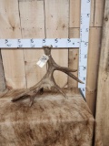 6 Lbs Self Standing Moose Shed Antler