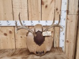 4x4 Whitetail Antlers On Plaque