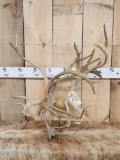 Caribou Antlers Package Lot