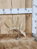 Main Frame 5 Point Whitetail Shed Antler