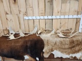 12.8 Lbs Of Fallow Deer Shed Antlers