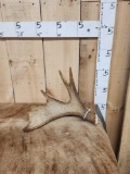 2.6 Lbs Moose Shed Antler