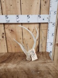Freak Nontypical Whitetail Shed Antler