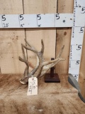 Big Triple Beam Whitetail Shed Antler