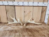 Set Of Wild Illinois Whitetail Shed Antlers