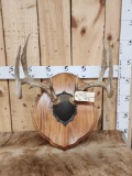 High 140 Class Wild Illinois 4x4 Whitetail Antlers On Plaque