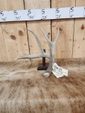 3 Wild Whitetail Shed Antlers