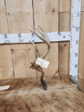 Main Frame 4 Point Whitetail Shed Antler