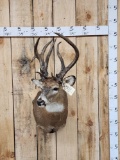 Gnarly Nontypical Whitetail Shoulder Mount Taxidermy