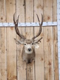 4x4 Mule Deer Shoulder Mount Taxidermy