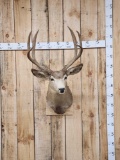 3x3 Mule Deer Shoulder Mount Taxidermy