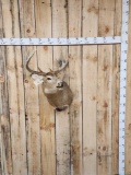 4x4 Whitetail Shoulder Mount Taxidermy