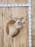 4x4 Whitetail Shoulder Mount Taxidermy