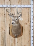 Freak Nontypical Whitetail Shoulder Mount Taxidermy