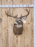 5x5 Whitetail Shoulder Mount Taxidermy