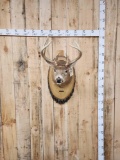 4x4 Whitetail Shoulder Mount Taxidermy