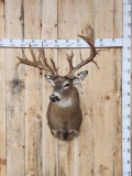 Big Gnarly Nontypical Whitetail Shoulder Mount Taxidermy