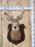 4x5 Whitetail Shoulder Mount Taxidermy