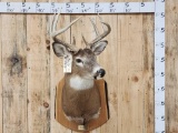 4x4 Whitetail Shoulder Mount Taxidermy