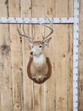 4x4 Whitetail Shoulder Mount Taxidermy