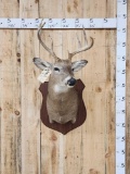 4x5 Whitetail Shoulder Mount Taxidermy