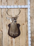 4x4 Whitetail Shoulder Mount Taxidermy