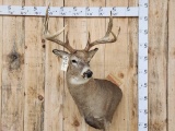 4x4 Whitetail Shoulder Mount Taxidermy