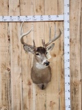 4x5 Whitetail Shoulder Mount Taxidermy