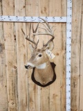 Main Frame 5x5 Gnarly Nontypical Wild Illinois Whitetail Shoulder Mount Taxidermy