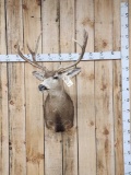 5x5 Mule Deer Shoulder Mount Taxidermy