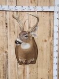 4x4 Whitetail Shoulder Mount Taxidermy