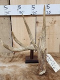 Main Frame 5 Point Whitetail Shed Antler