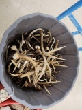32 Lbs Of Mule Deer Antlers