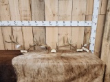 3 Sets Of Wild Illinois Whitetail Antlers On Skull Plate