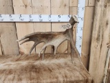 11 Lbs Self Standing Moose Shed Antler